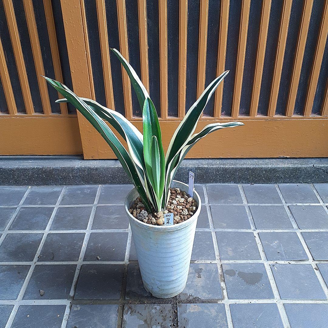 高級おもと、加治木、かじき。