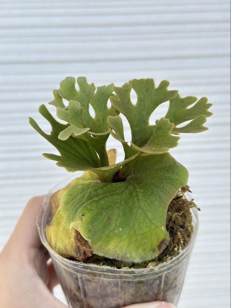Platycerium Ridleyi Dwarf Plant | Rare, Collectible – HCorchids