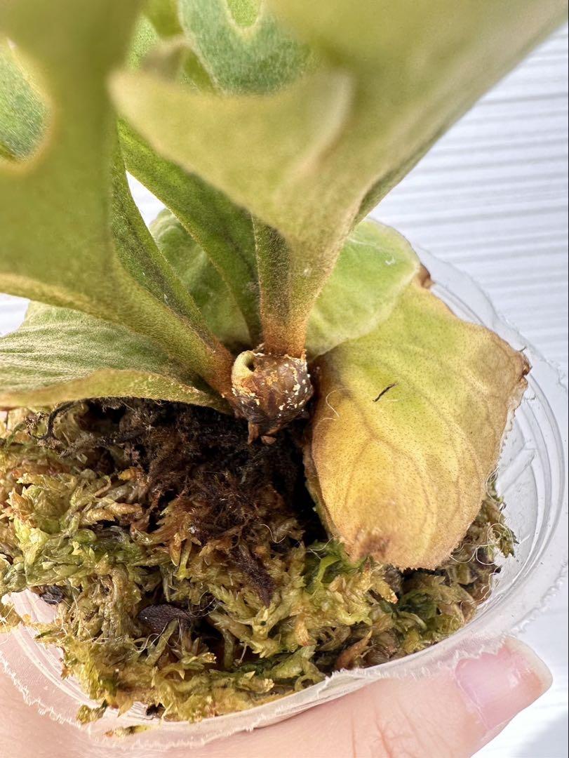 P.ridleyi dwarf silver302