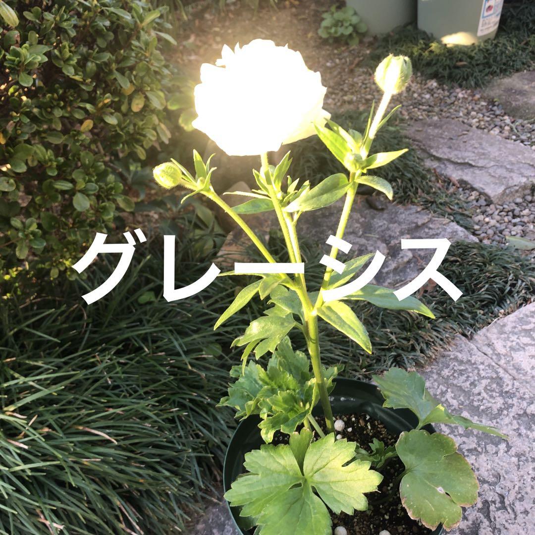 ラナンキュラスラックス 画像1