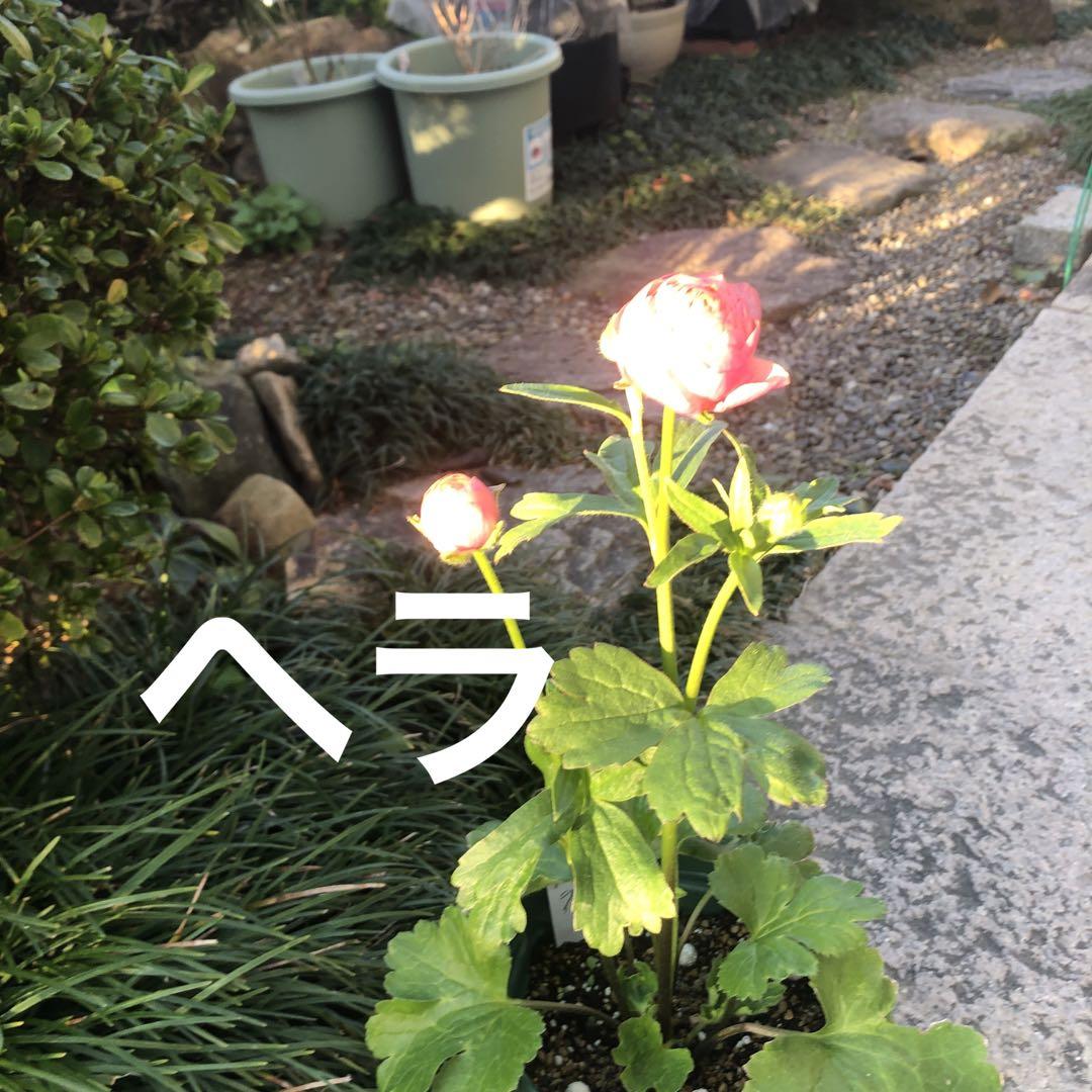 ラナンキュラスラックス 画像2