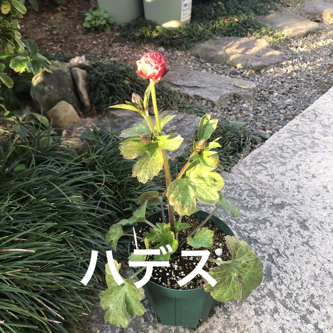 ラナンキュラスラックス 画像3