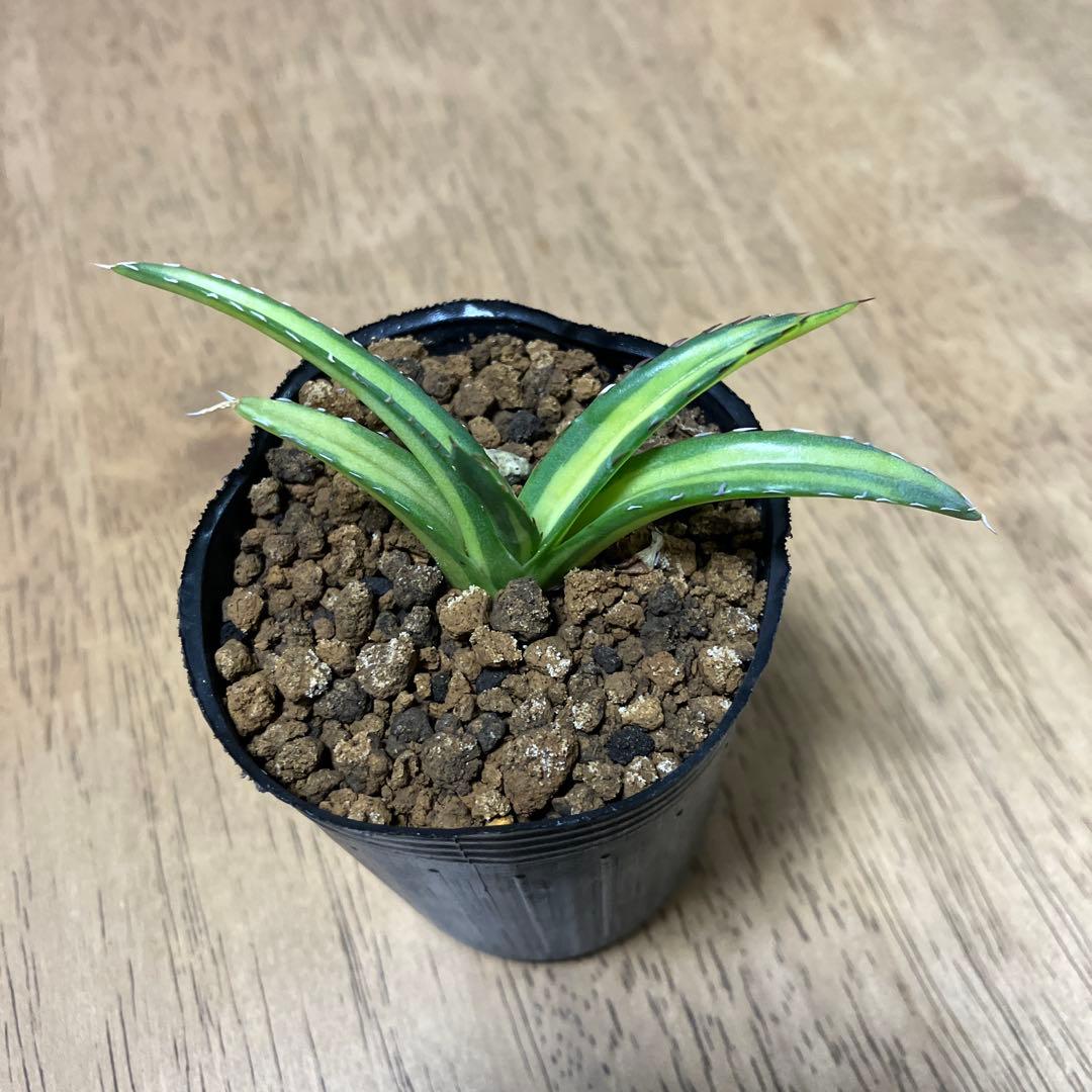 しゃぼてんぬ様確認用　アガベ　笹の雪中斑　抜き苗