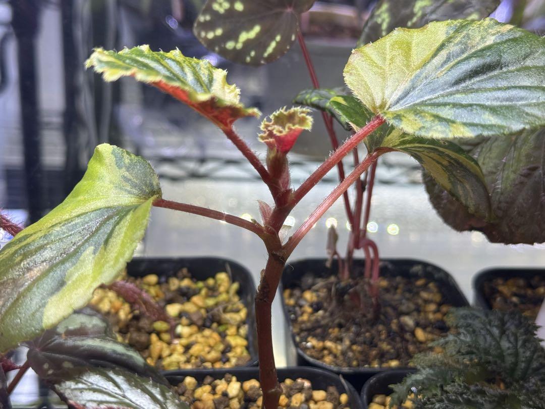 Begonia cucullata aurea variegated