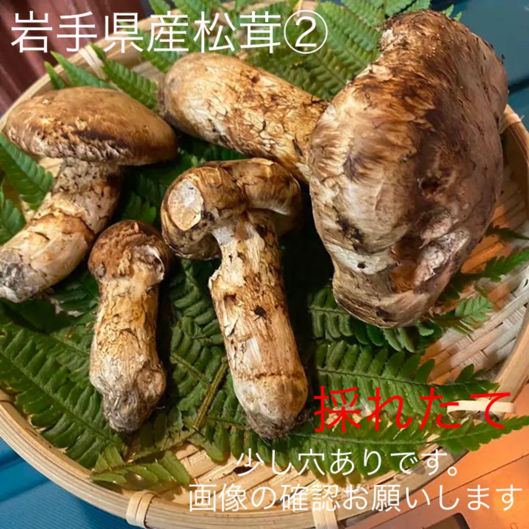 松茸 岩手県産 - marketingagricola.pt
