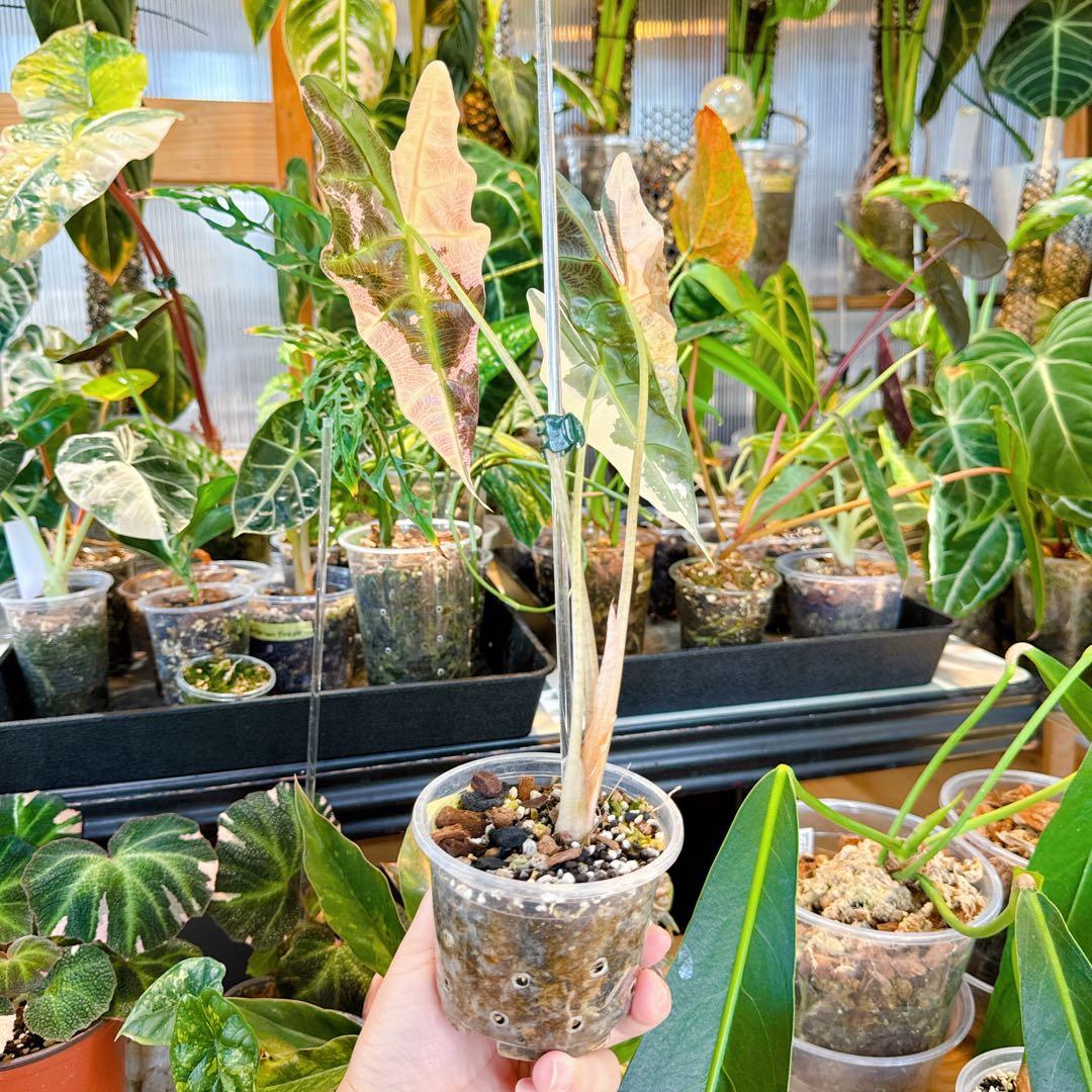 ピンク 斑入り新品、♥