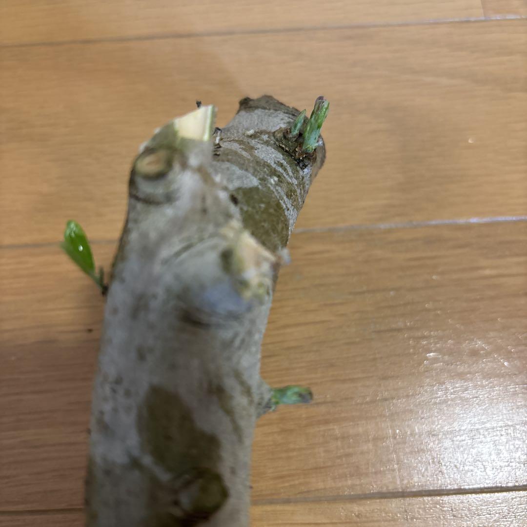 オリーブ 切り枝 太枝 無農薬 挿木 挿し木 盆栽 新芽 - メルカリ