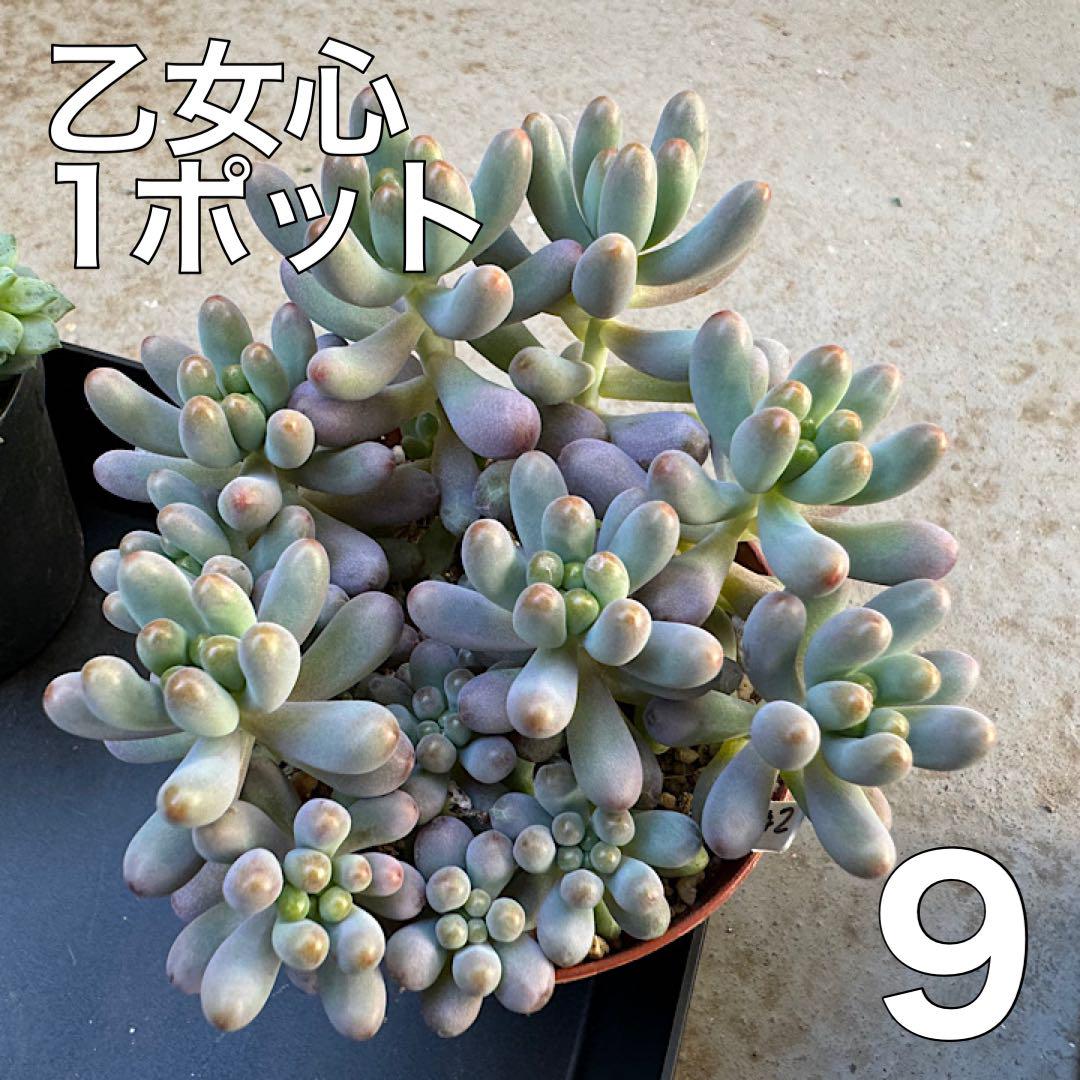 乙女心 多肉植物 9