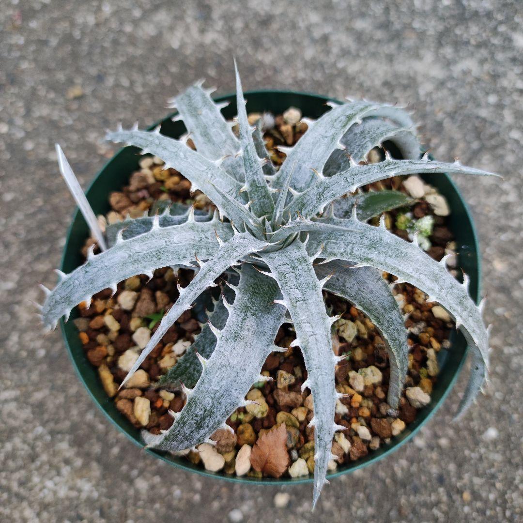 ディッキア ブラウニー交配 Dyckia braunii hybrid - メルカリ