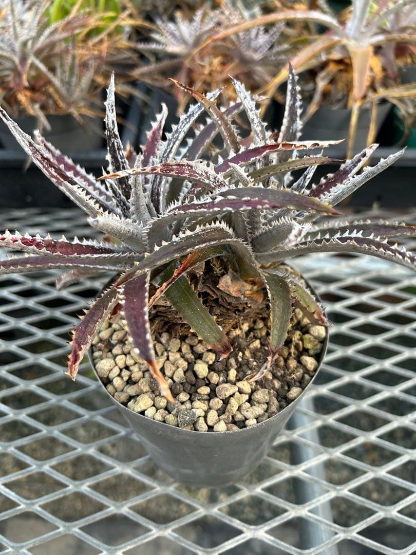 ディッキア Dyckia Code NW-26 Bill Baker ⑴