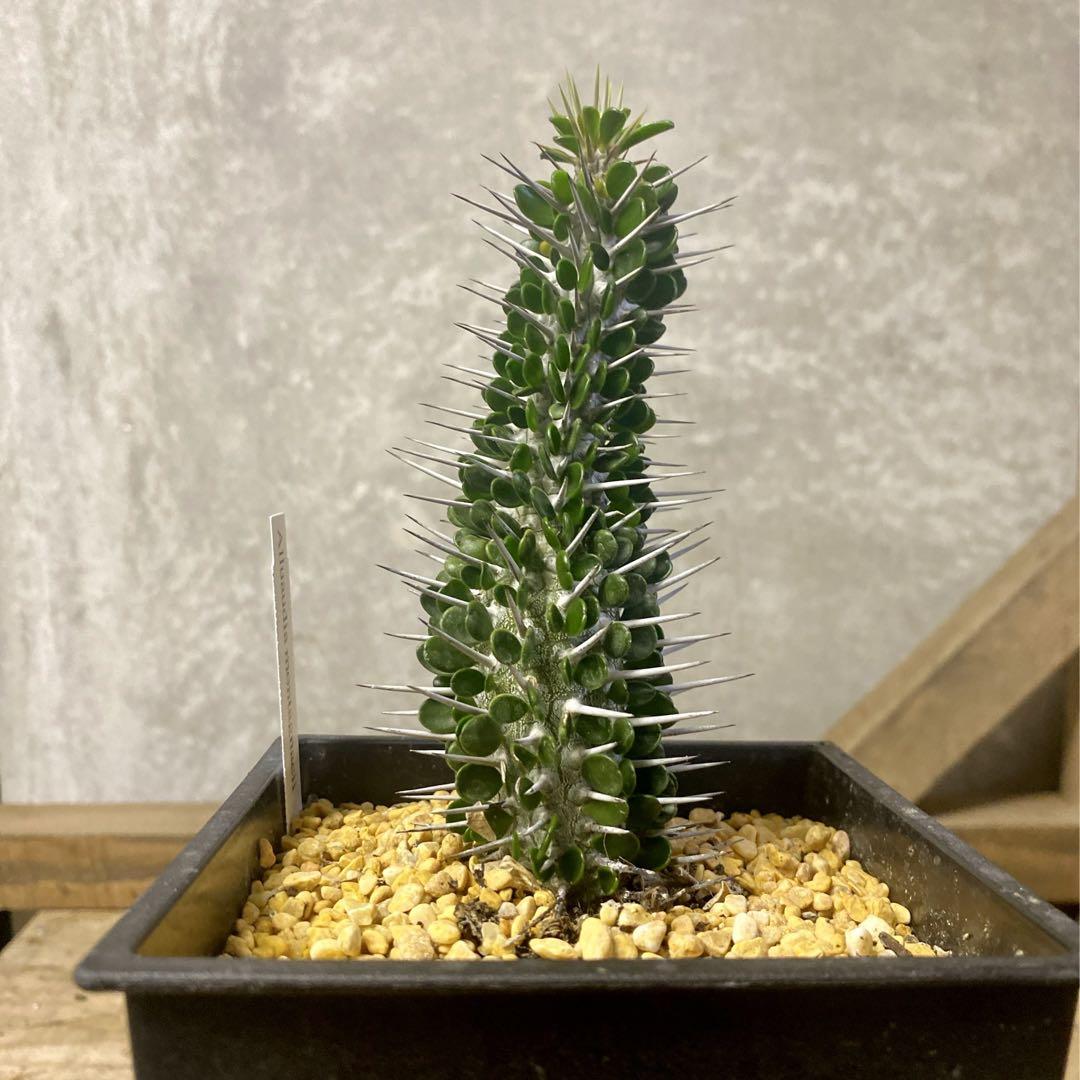 多肉植物 アローディア モンタグナッキー - メルカリ