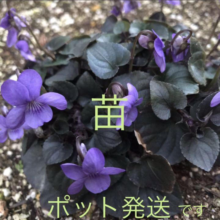 黒葉すみれ ビオラ ラブラドリカ 宿根スミレ 6センチポット苗 メルカリ 黒葉すみれ ビオラ ラブラドリカ 宿根スミレ 6センチポット苗 メルカリ