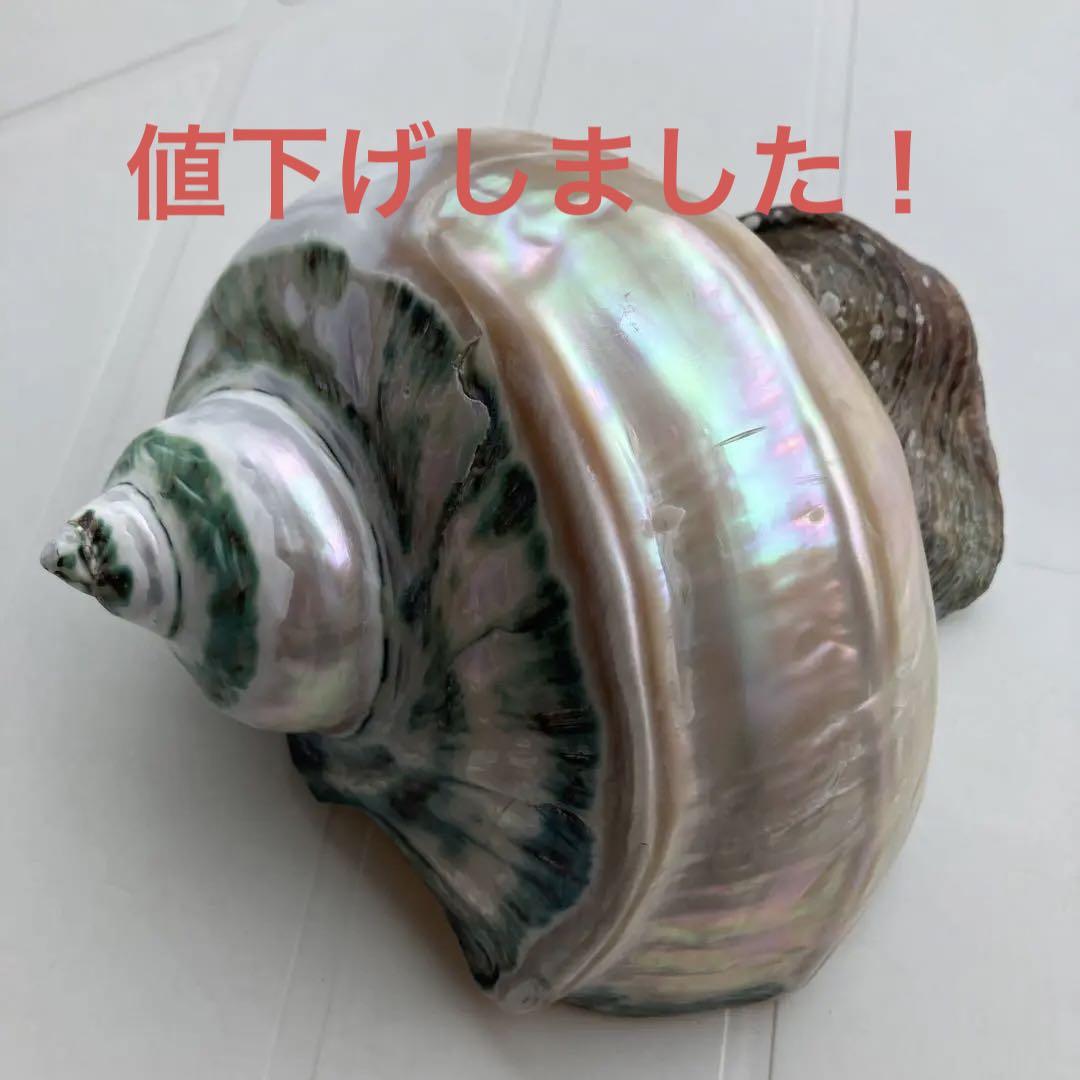 夜光貝　磨き済み