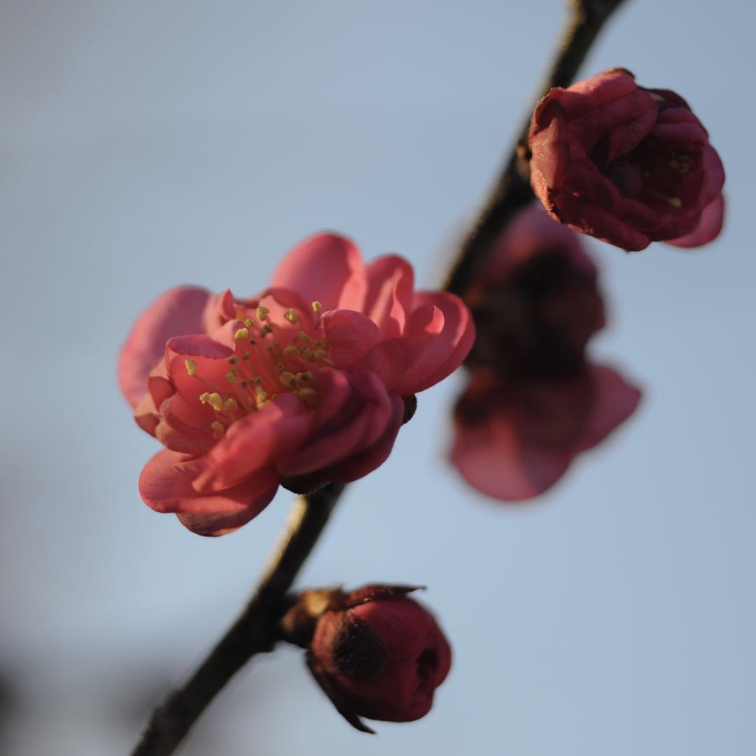 Nikon 55mm f/2.8 マクロレンズ