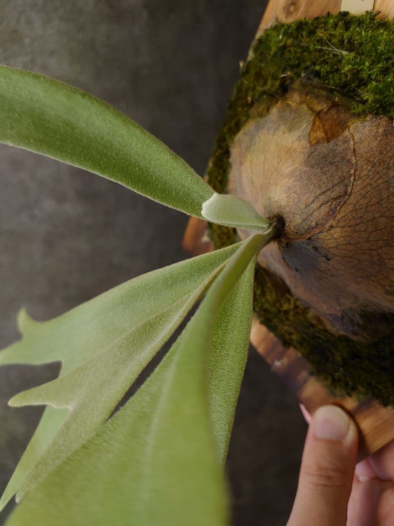 P.willinckii 月光爪哇