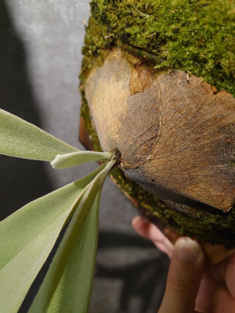 子株 OC♥に近い