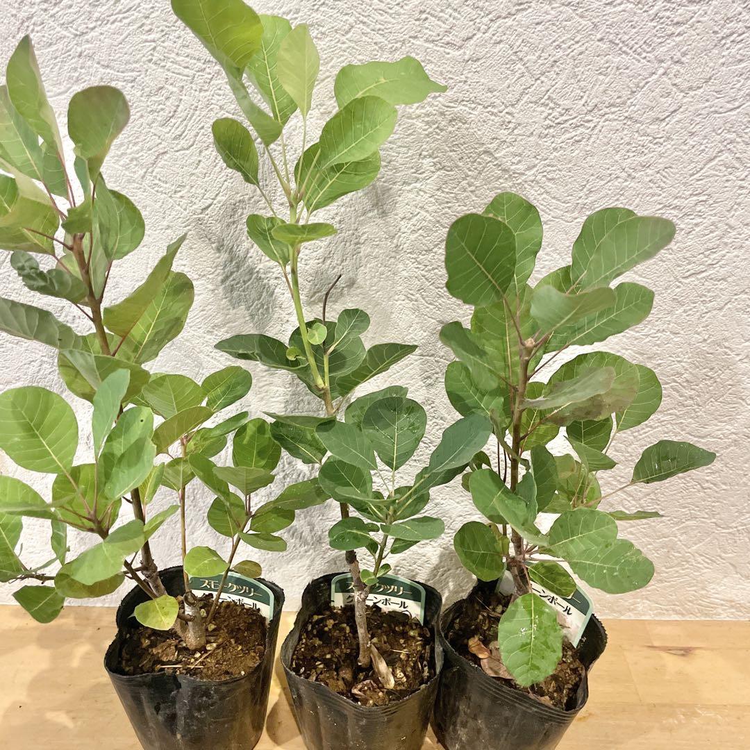 おまとめ 全3点 全て花芽付き グリーンボール スモークツリー 苗 苗木 雌株 6号-1. グリーンボール スモークツリー 苗 苗木 雌株