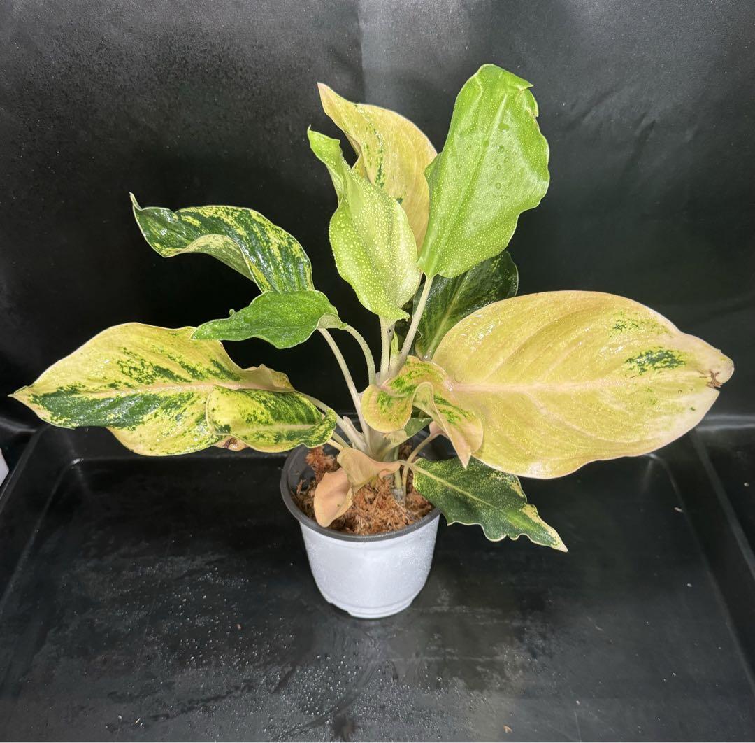 ELD アグラオネマ　Aglaonema トリカラー　パルダリウム　サトイモ科