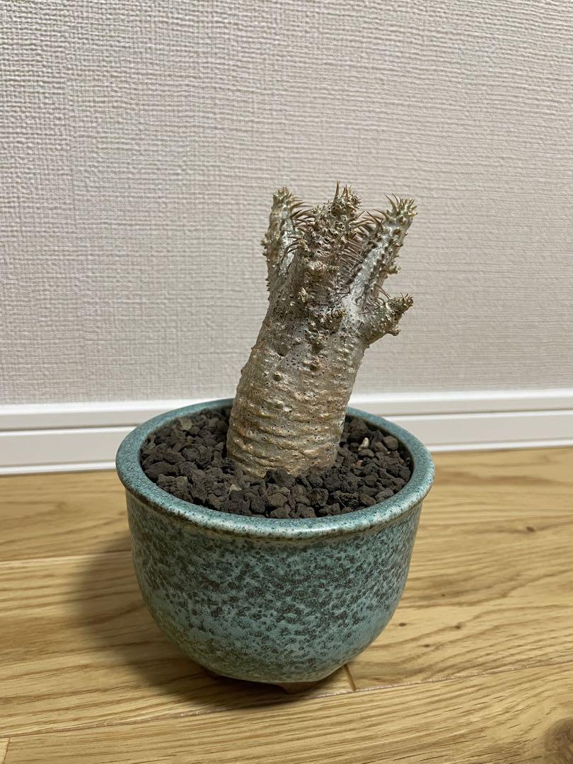 売れ筋介護用品も! パキポディウム グラキリス 現地球発根済み 植物