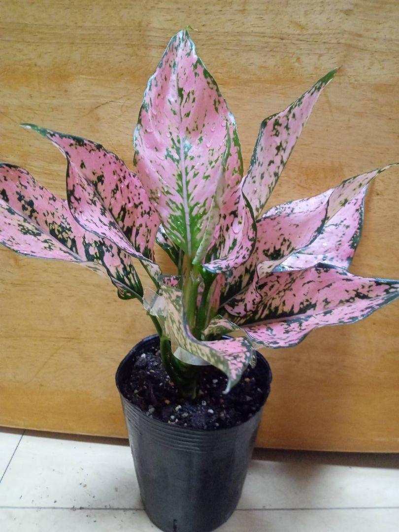 セール　希少レア　アグラオネマ　ピンク　トライペット　9,800　観葉植物