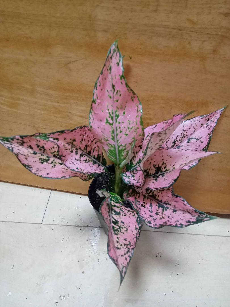 セール　希少レア　アグラオネマ　ピンク　トライペット　9,800　観葉植物