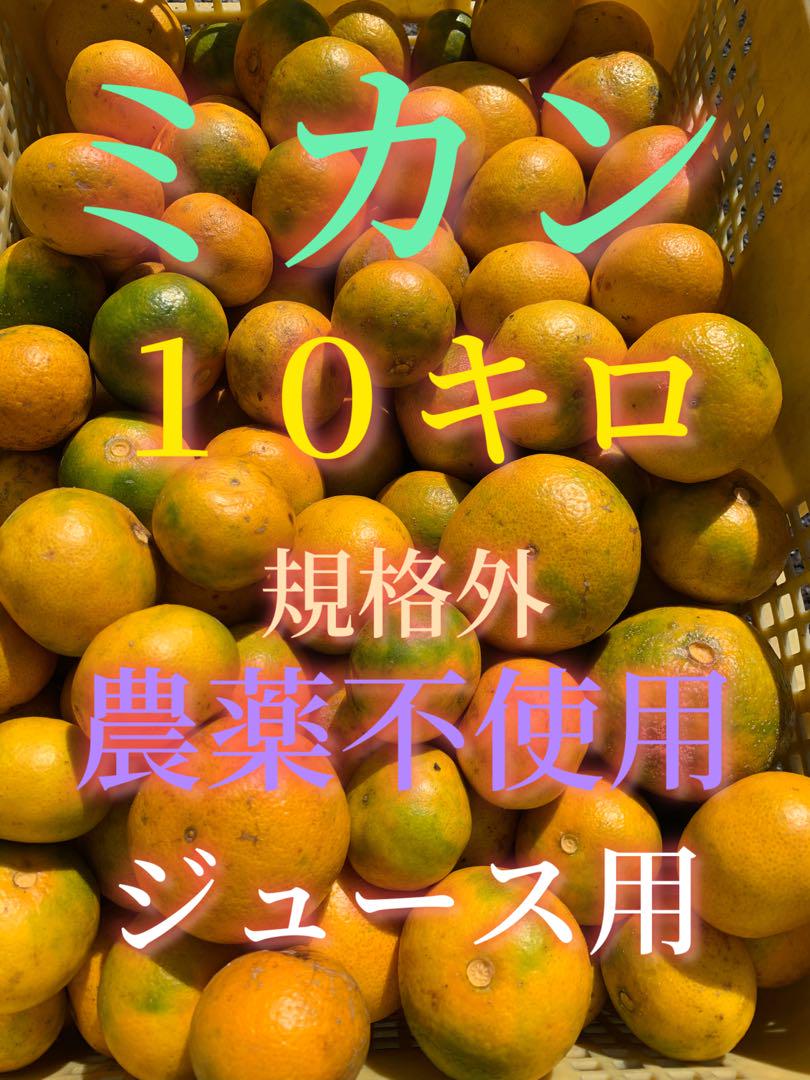 農薬不使用みかん１０キロ　防腐剤ワックス不使用ミカン
