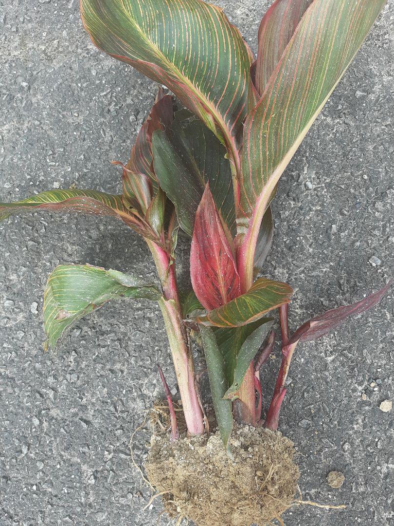 グリーン系注目の福袋! ママガーデン様専用 植物/観葉植物 インテリア・住まい・小物グリーン系¥9,000-karahe.com グリーン系注目の福袋! ママガーデン様専用 植物/観葉植物 インテリア・住まい・小物グリーン系¥9,000-karahe.com