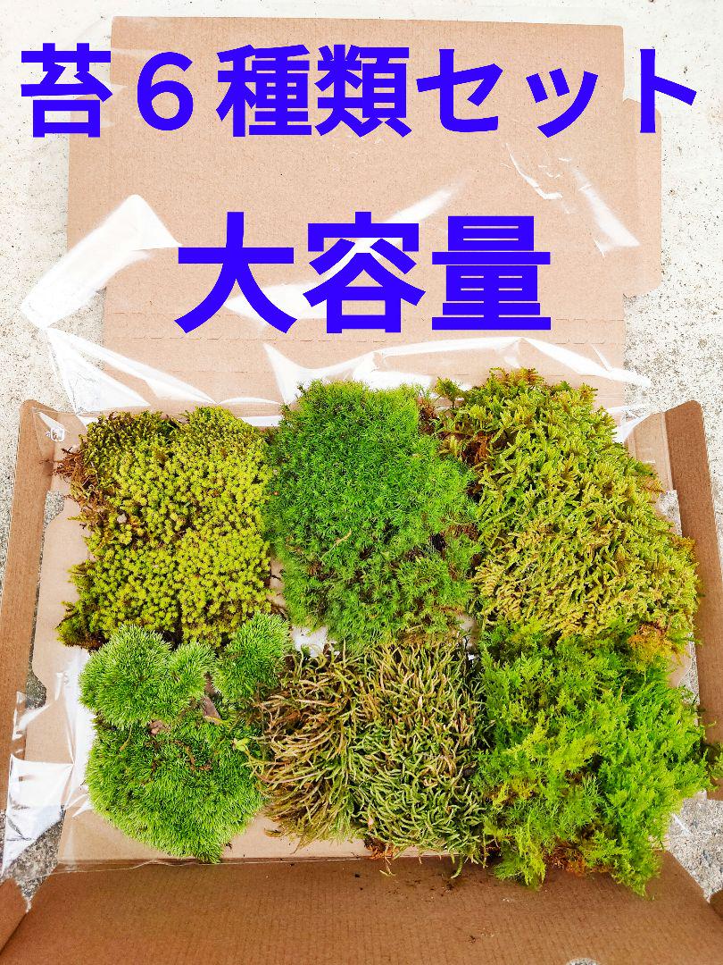 苔６種類セット 盆栽 山苔 苔リウム テラリウム パルダリウム ビバリウム 水草 メルカリ