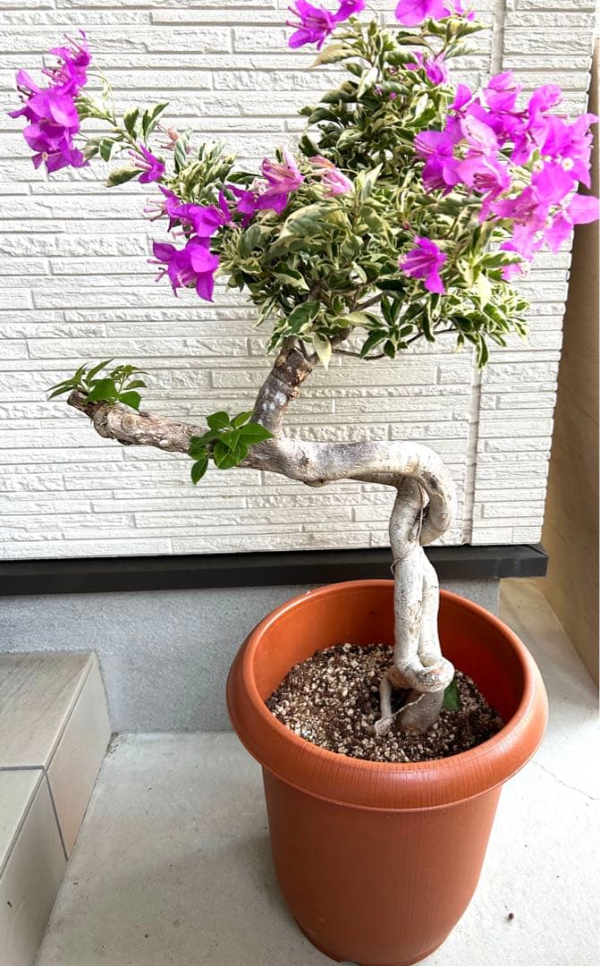 斑入りブーゲンビリア傷や汚れあり YUZUMIYA_COM