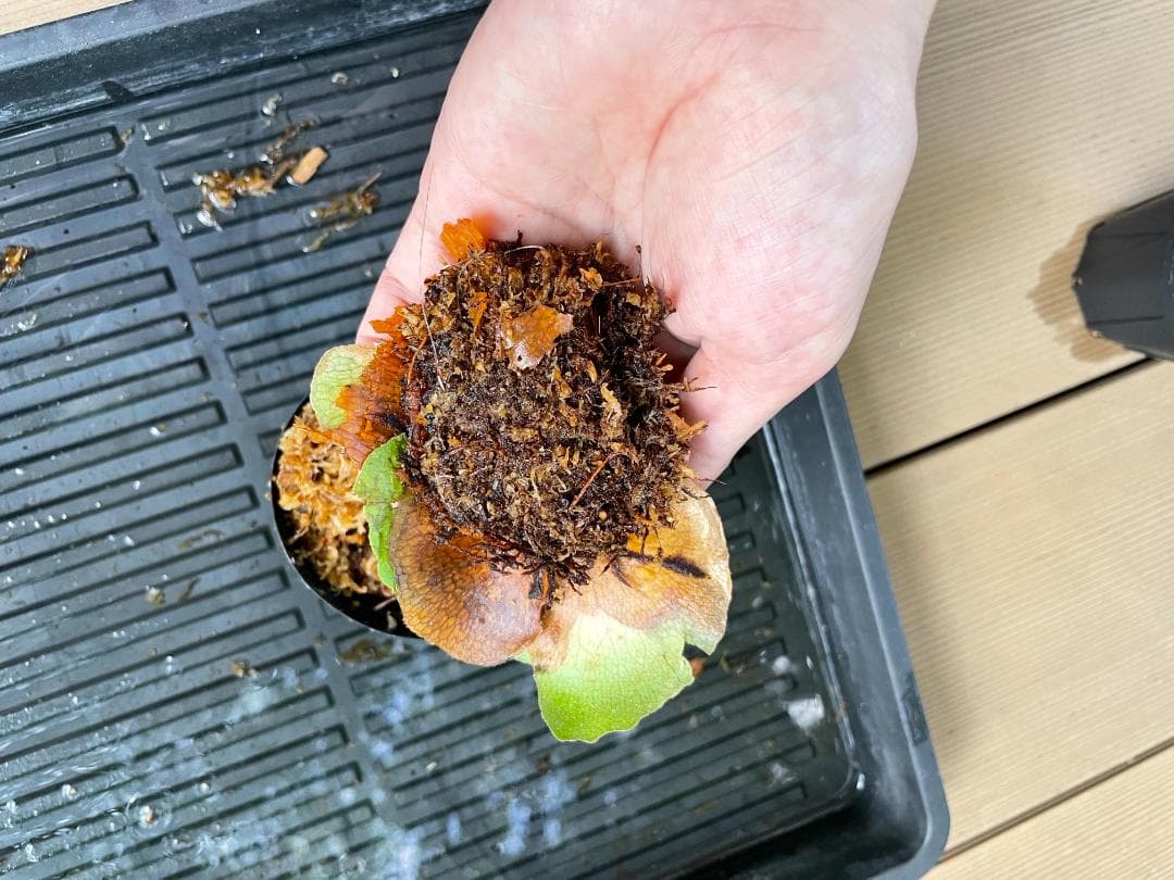 ビカクシダ P.willinckii ‘月光’ OC 2株 YUZUMIYA_COM