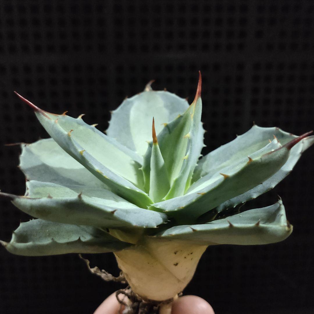 大量入荷 1340 多肉植物 アガベ 吉祥天錦 パリー ホーチエンシス 特選極上 アガベ