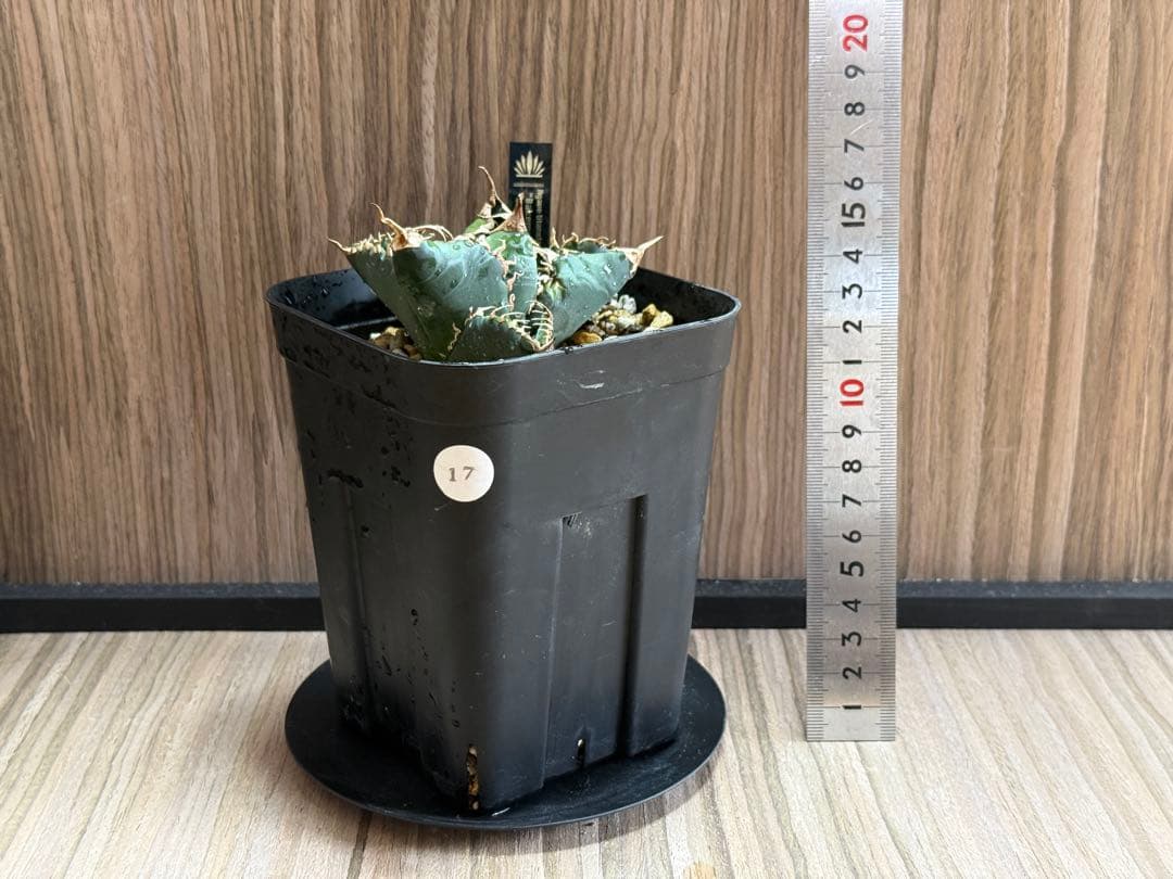 悪魔くん 選抜株目立った傷や汚れなし