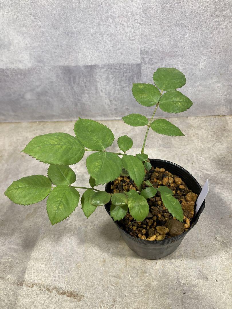 ひないちご様】マーブルショコラ ① 薔薇 挿木苗 バラ苗 花