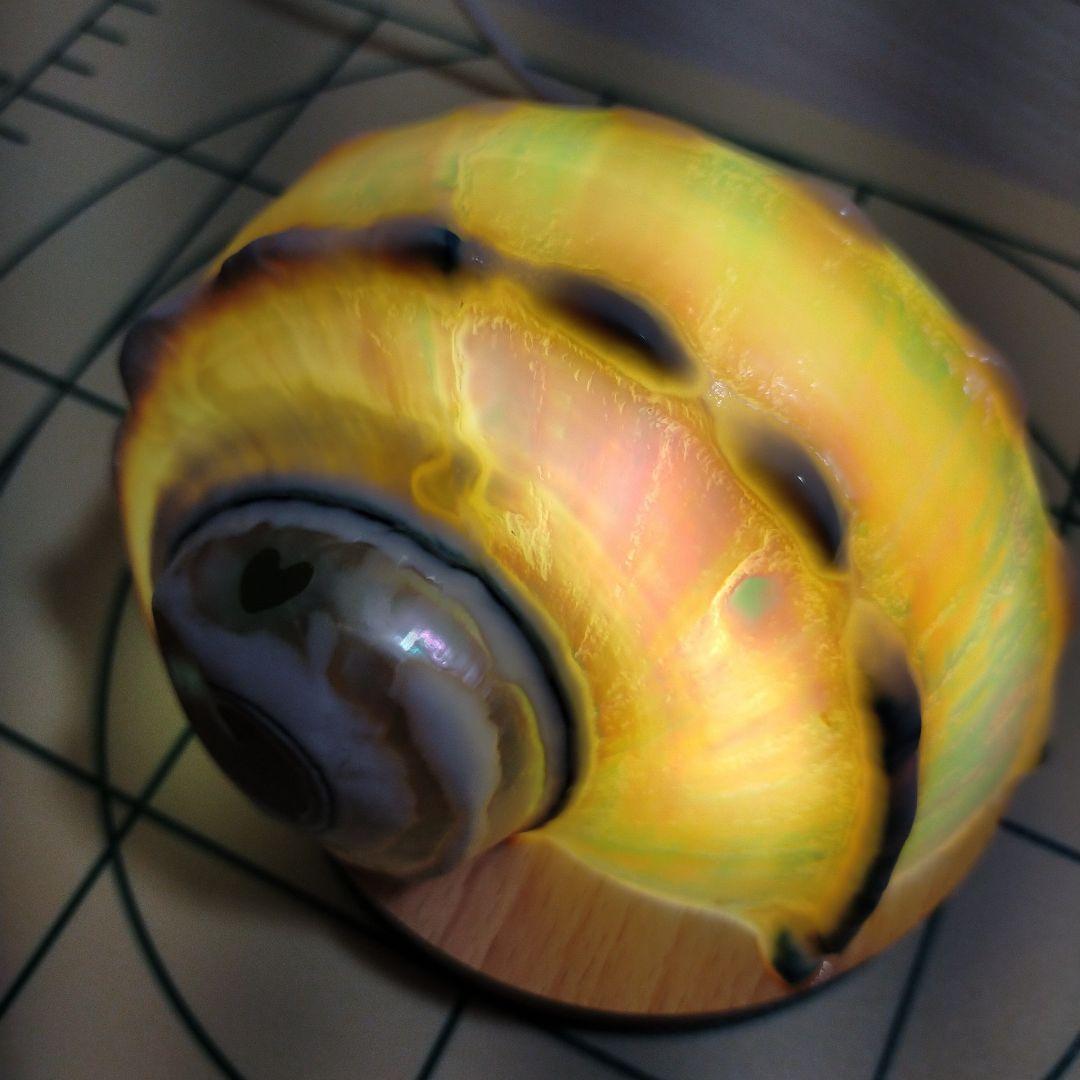 夜光貝ナイトランプ