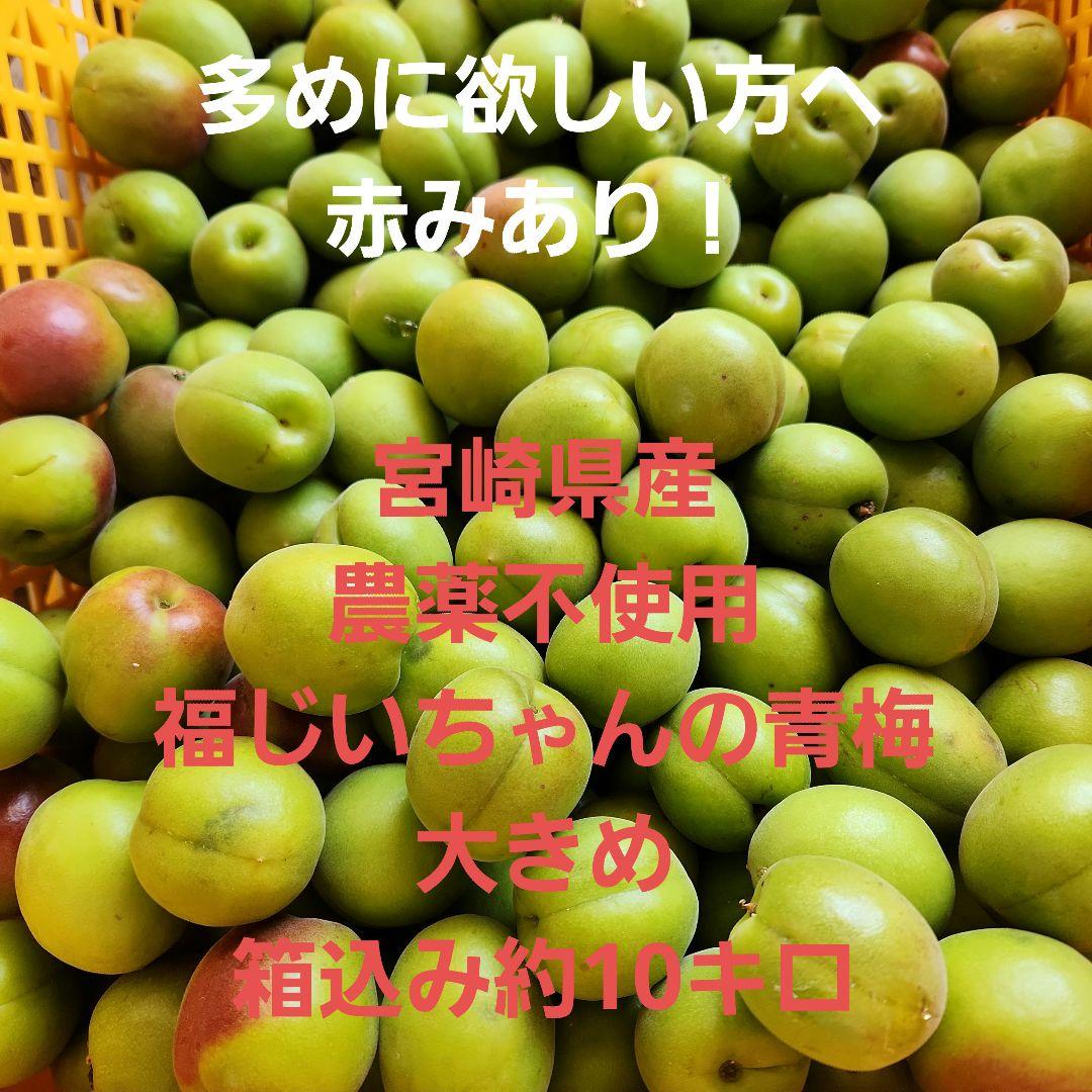 ⭕お得！❌赤みあり！宮崎県産　農薬不使用　福じいちゃんの青梅　箱込み約10キロ