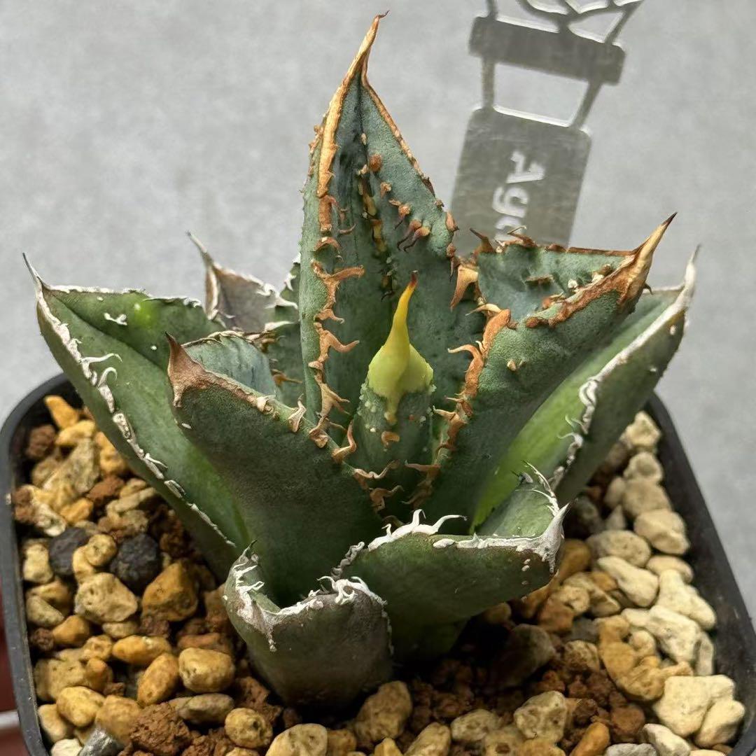 芸能人愛用 多肉植物・アガベ・チタノタ・【特選】スーパーブツブツ アガベ