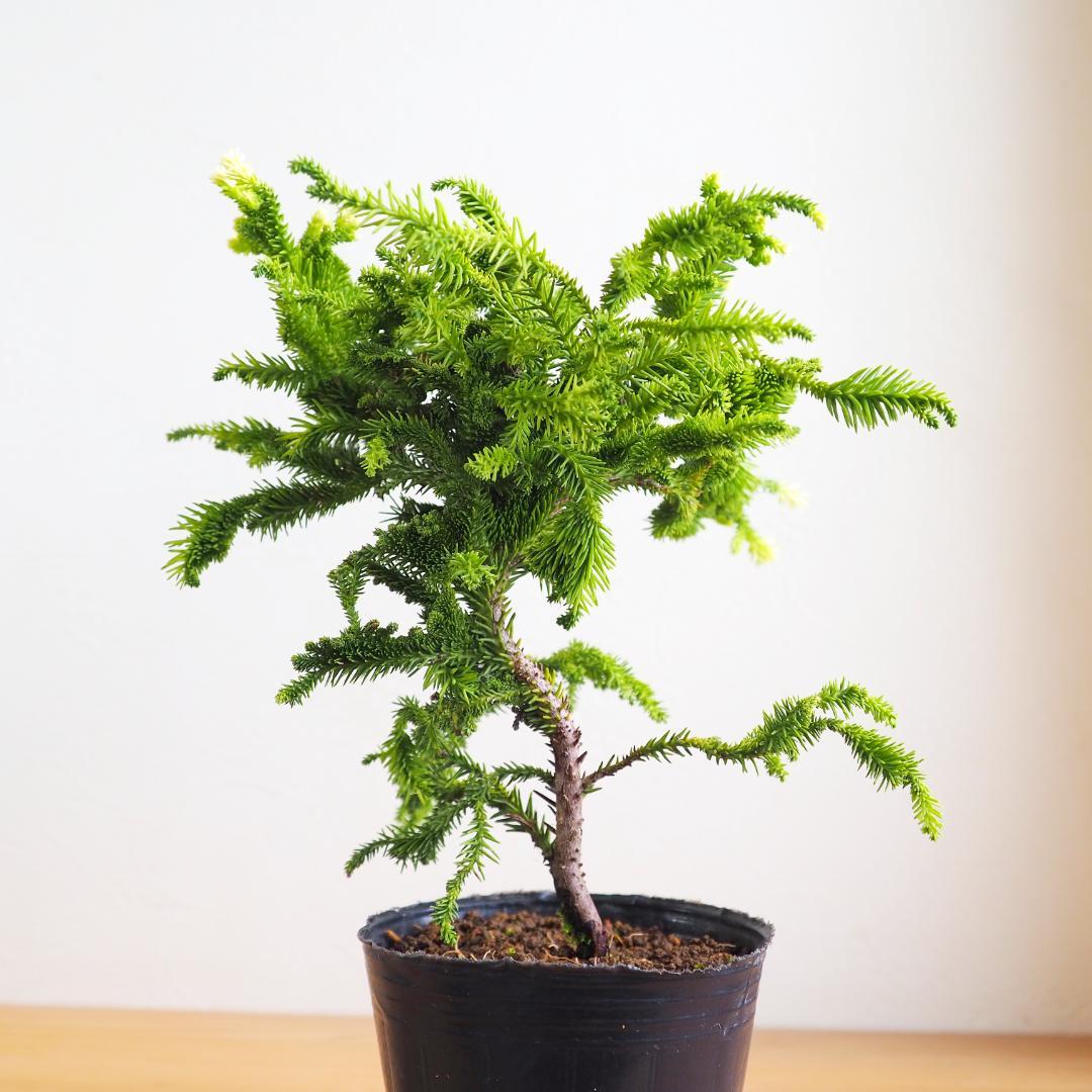 目白石化杉 セッカスギ