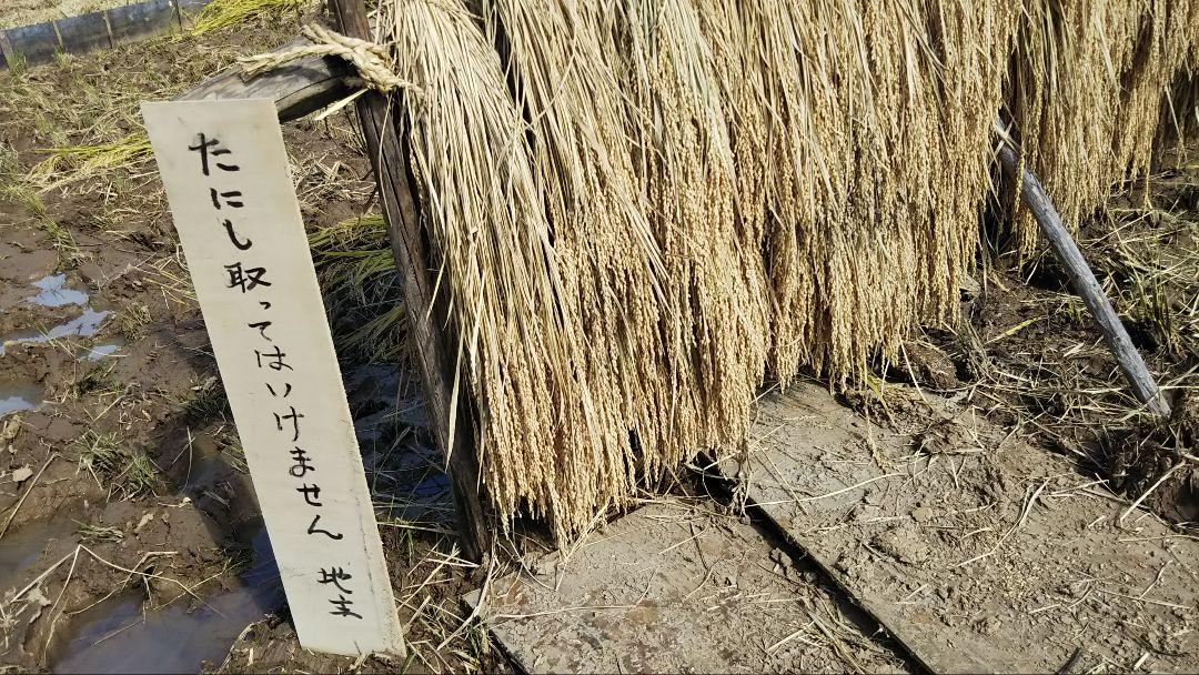 農家直送　無農薬　コシヒカリ　玄米10キロ