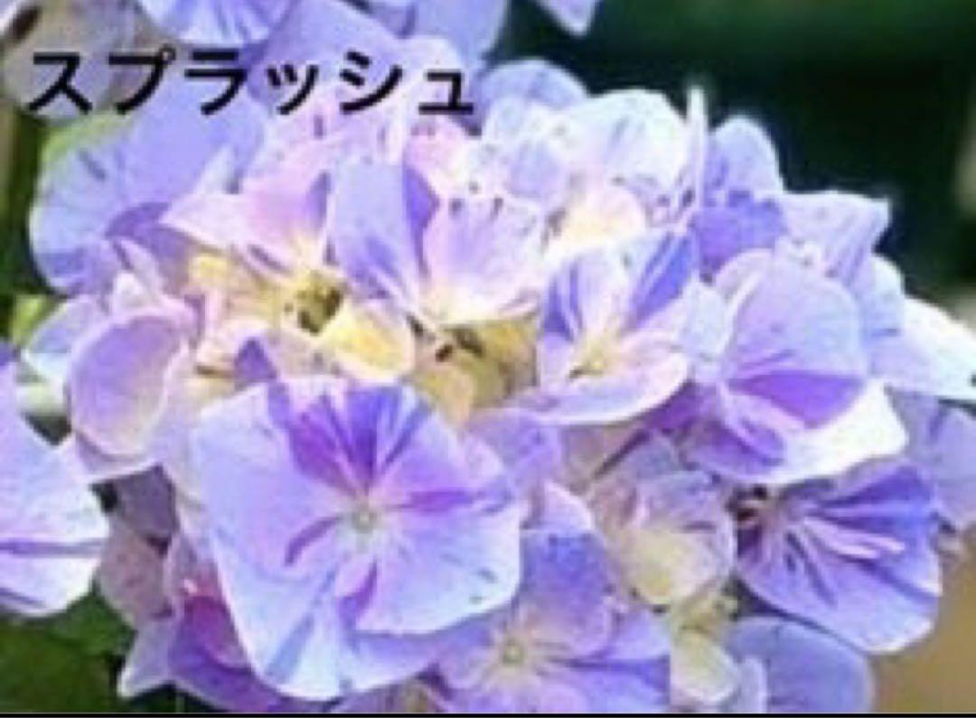 来年育成用アジサイ大栄花園4種➕レンブラント♡メルカリ便