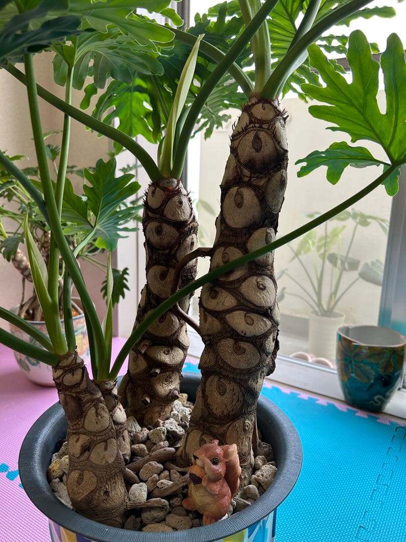 セローム 東京か周辺の方で取りに来る方目立った傷や汚れなし YUZUMIYA_COM