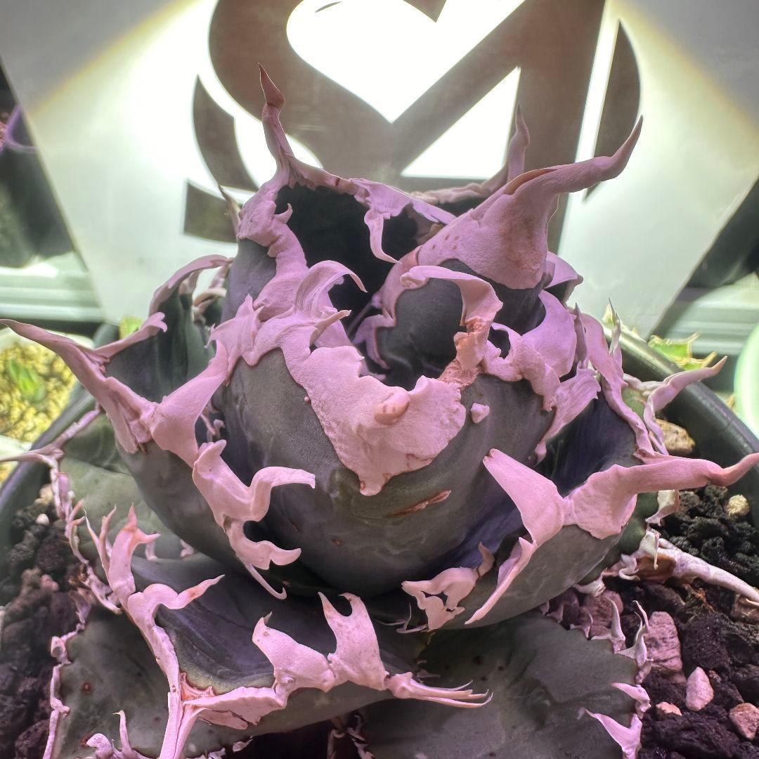 942【上澳園芸】アガベ shangao-014 白幽霊 ホワイトゴースト