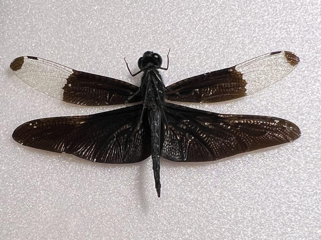 昆虫標本 チョウトンボ　6 ♂ 昆虫標本.チョウトンボ - メルカリ