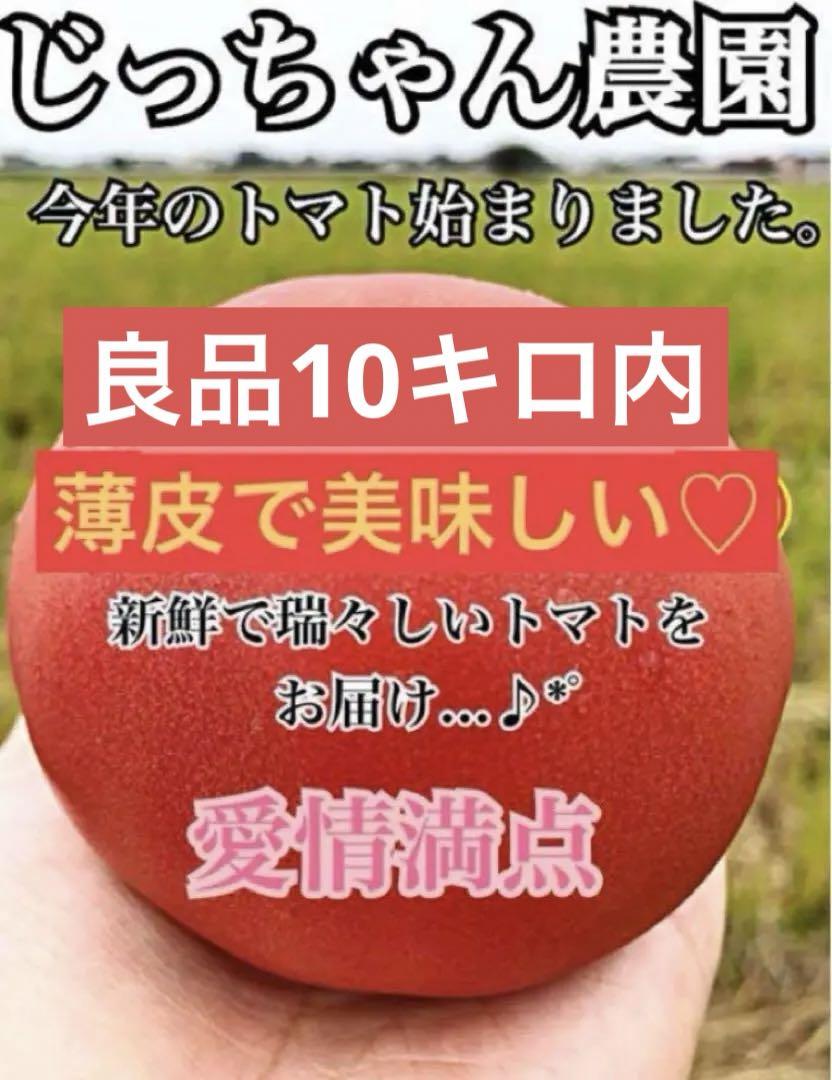 とまと トマト 新鮮野菜 農家直送 ハウス栽培 大玉 桃太郎 プレミアム 特別