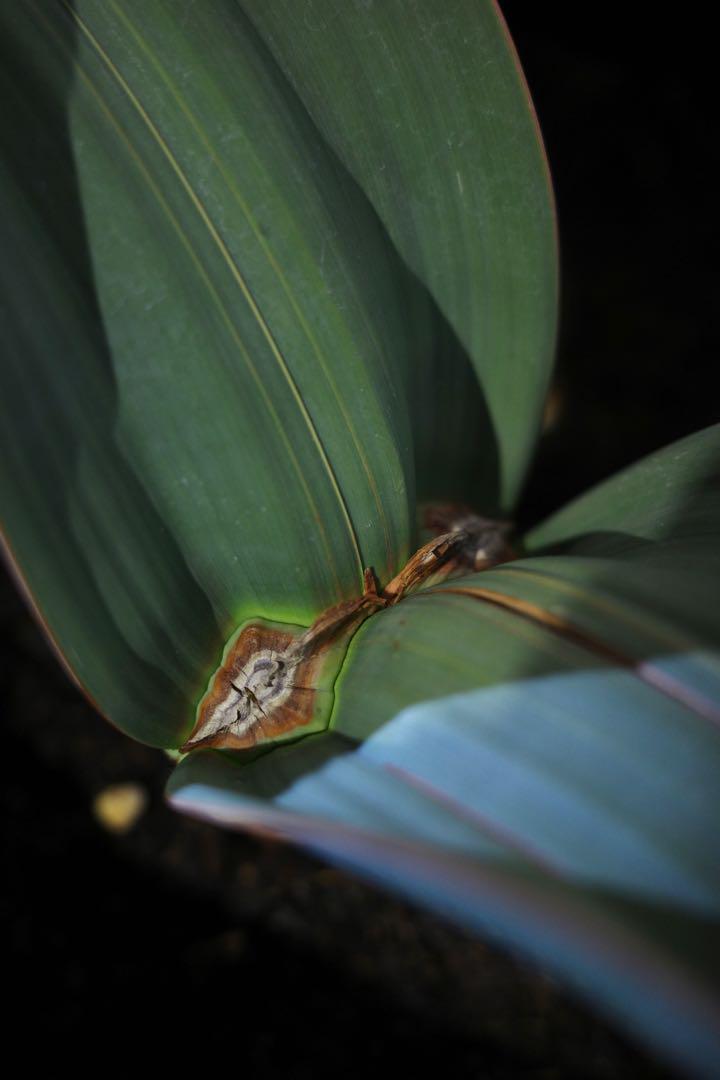 奇想天外(Welwitschia mirabilis)タイ産の大型個体 奇想天外(Welwitschia mirabilis)タイ産の大型個体 - メルカリ