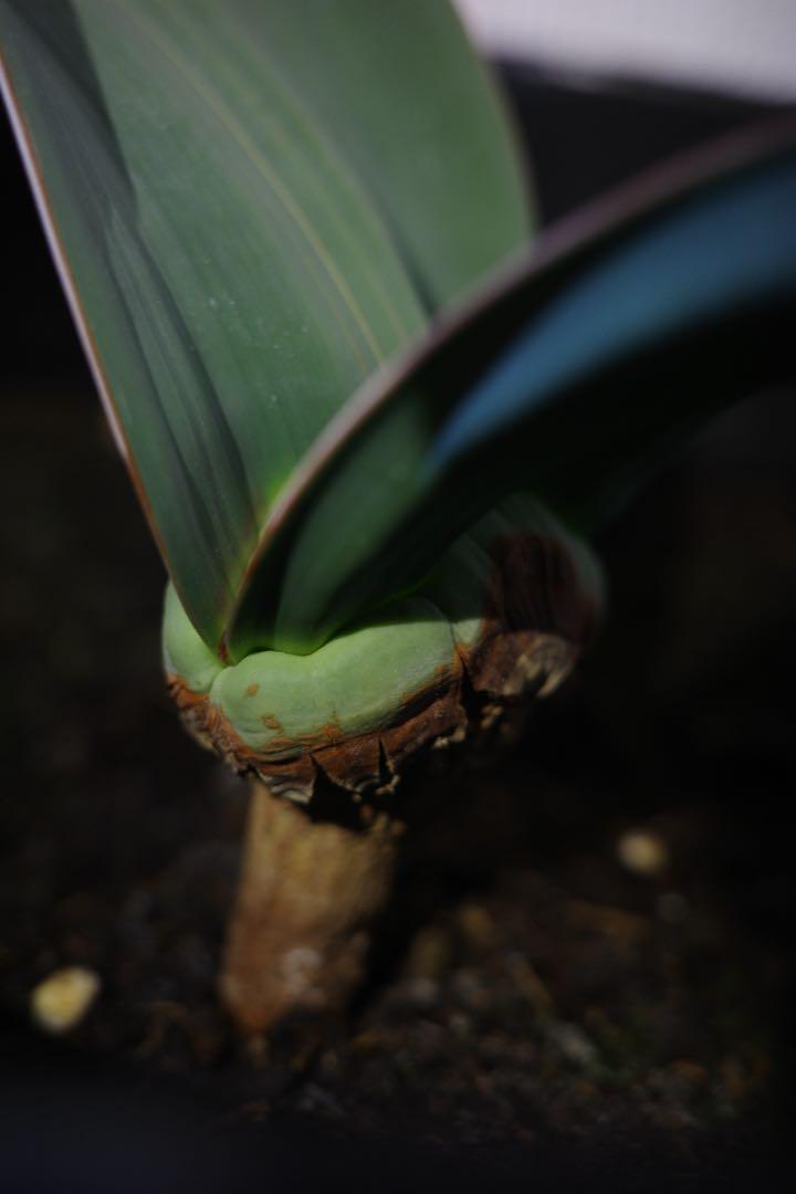 奇想天外（Welwitschia mirabilis）タイ産の大型個体 奇想天外（Welwitschia mirabilis）タイ産の大型個体 - メルカリ