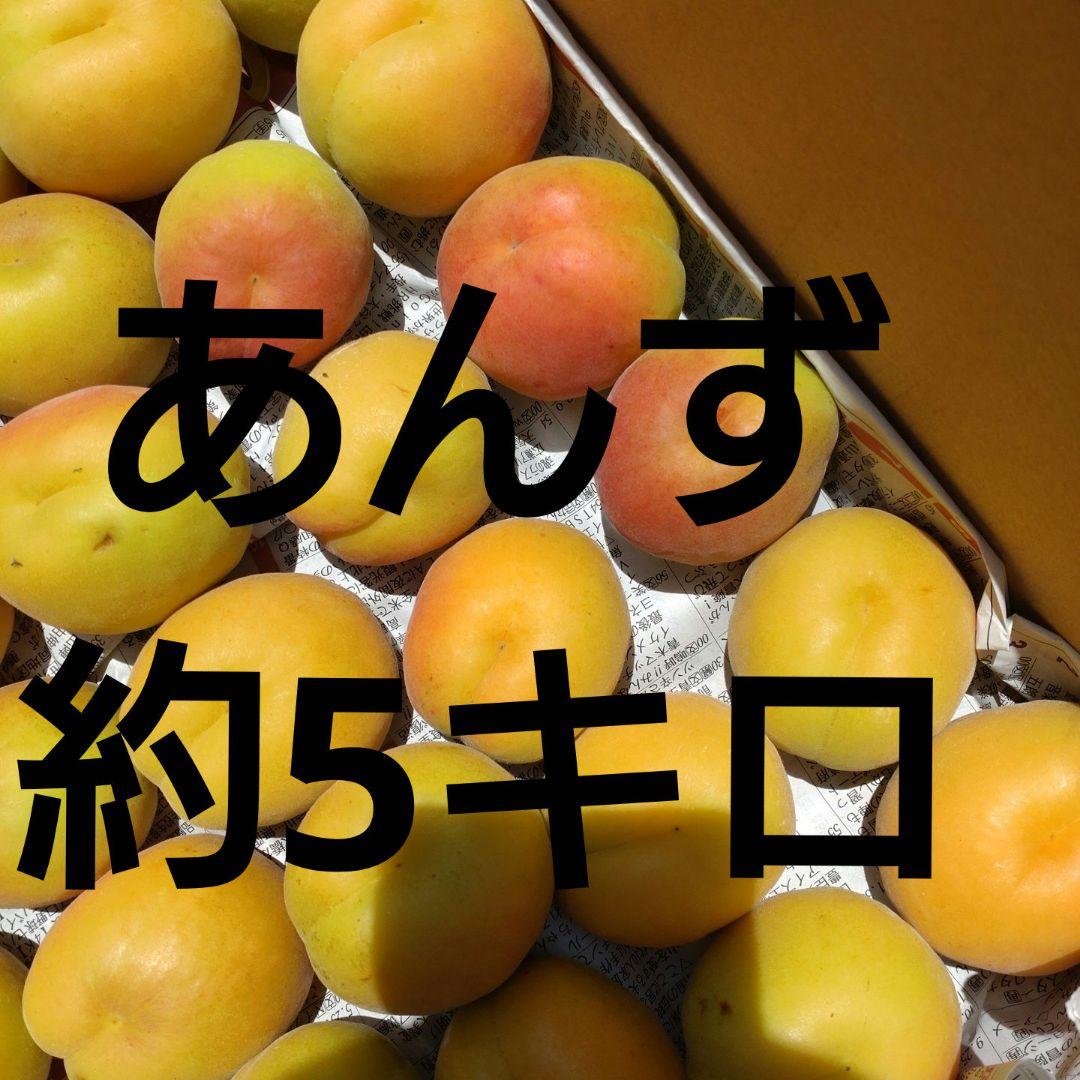 信州産　あんず　約5キロ（箱込）