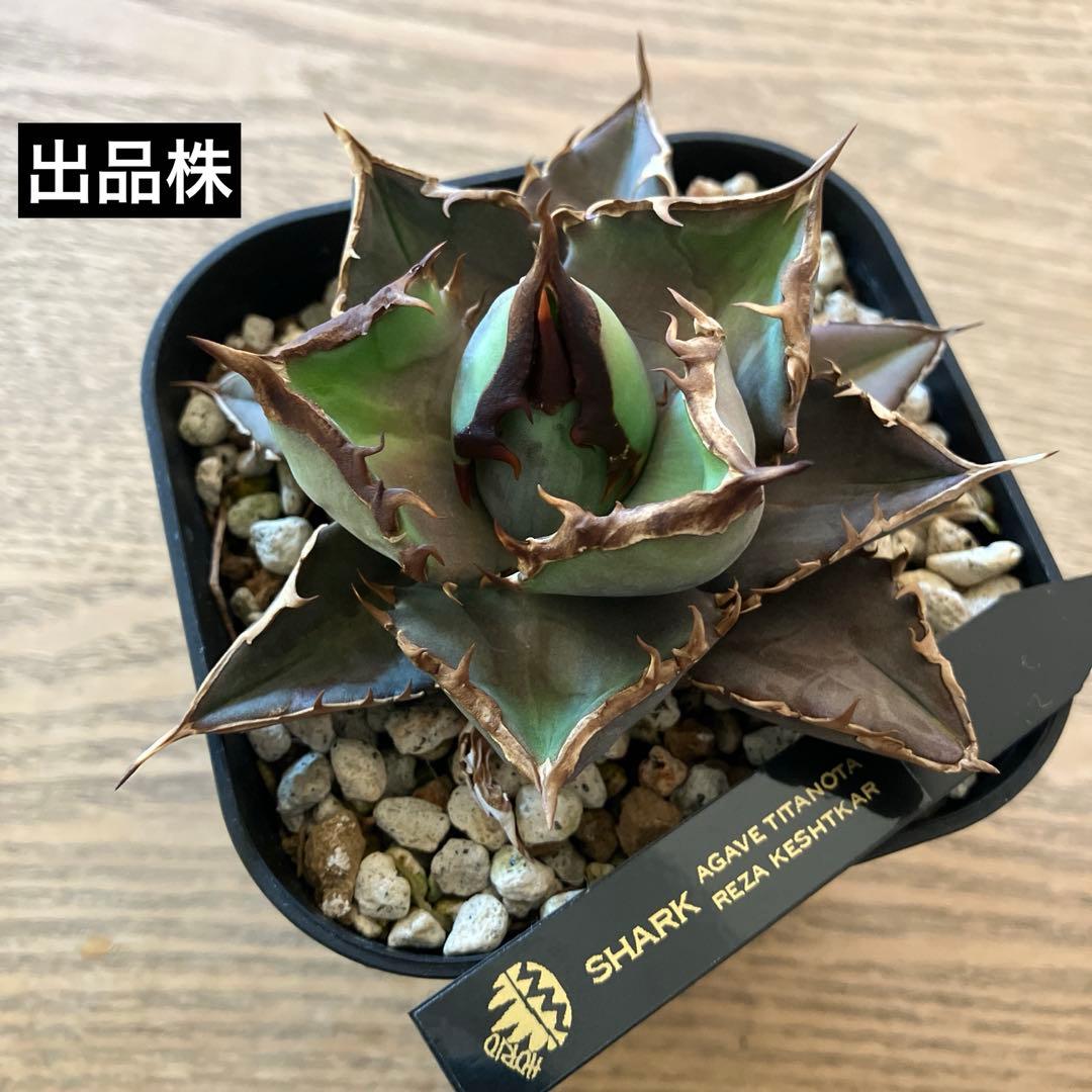 確認用 週末オークション【REZA産】③ イラン アガベ シャーク SHARK 確認用 週末オークション【REZA産】③ イラン アガベ シャーク SHARK