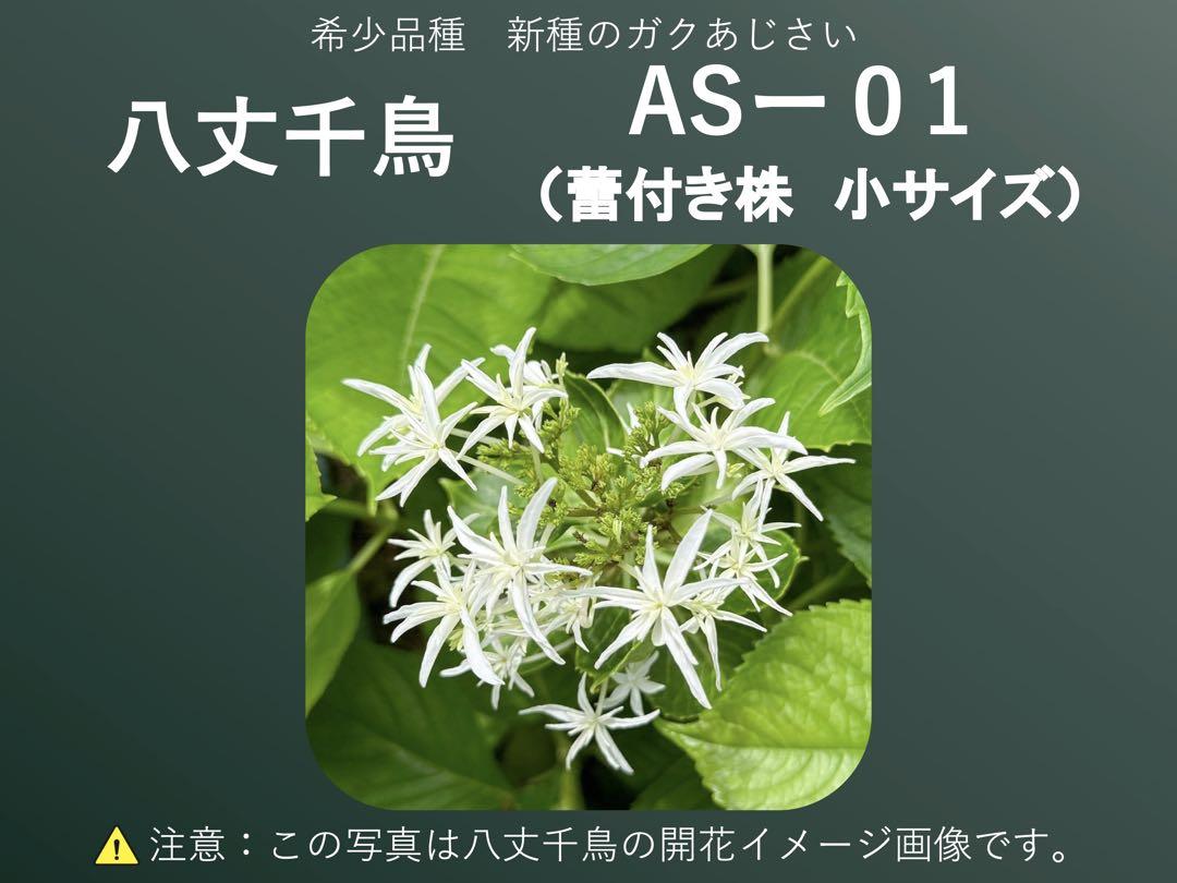 あじさい八丈千鳥AS-01(蕾付き株　小サイズ)