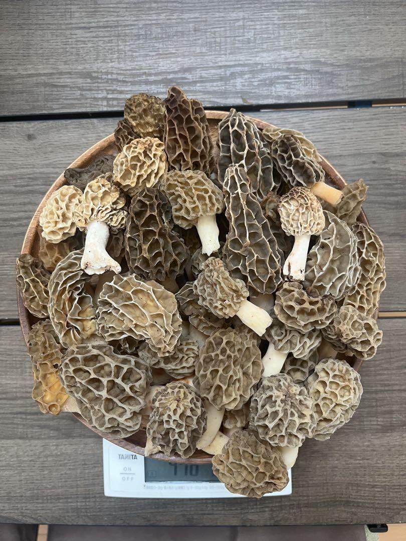⚠️本州四国発送限定価格⚠️天然アミガサタケ　476g ✅1点限り　✅クール便送料込