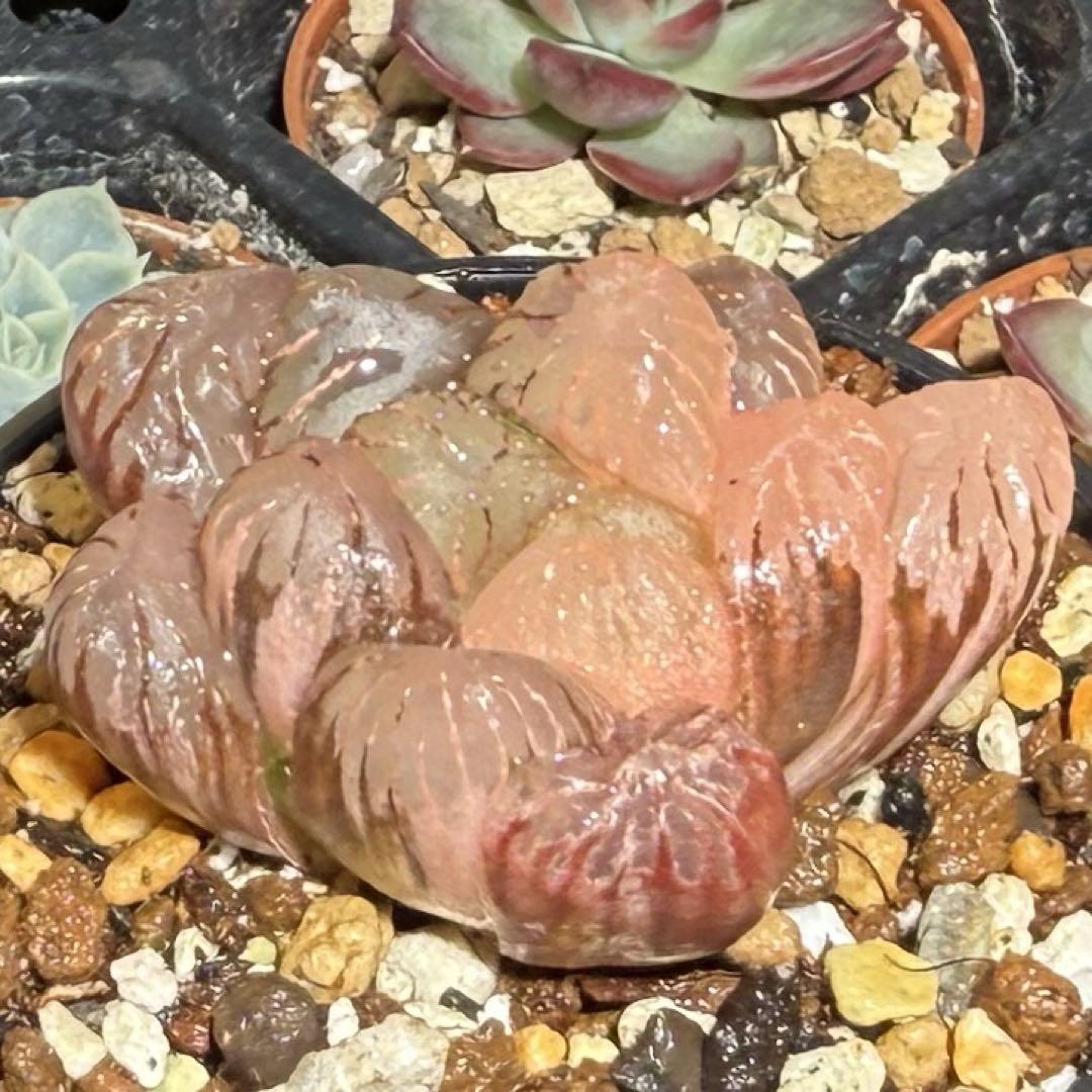 ハオルチア オブツーサ錦 孔明燈 ハオルチア オブツーサ錦 孔明燈 | mocono_plants